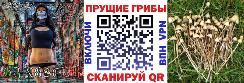Купить  Аша  Псилоцибиновые грибы Cubensis 